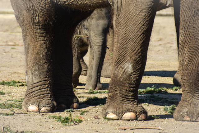 Junger Elefant läuft zwischen stämmigen Elefantenbeinen