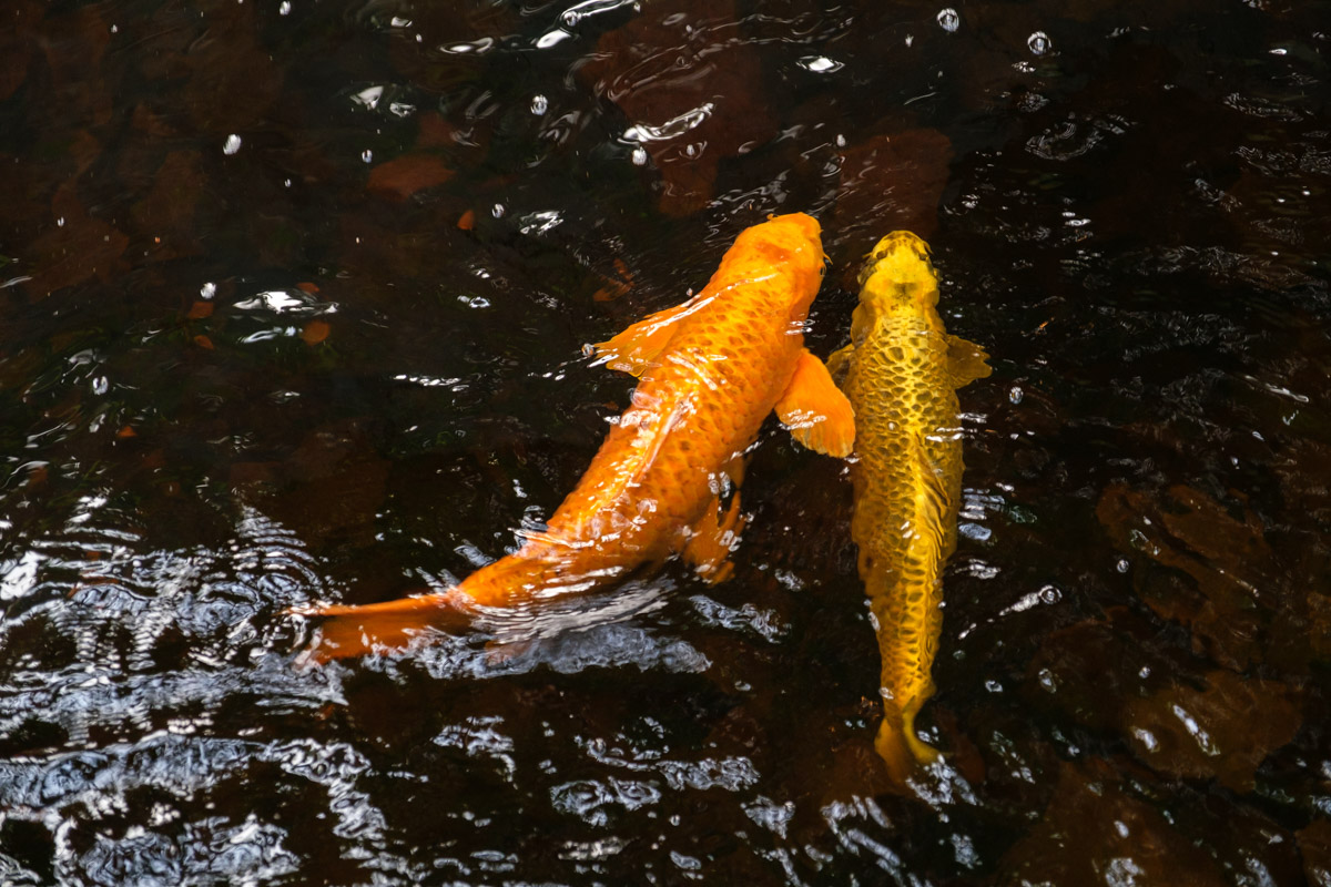 Zwei Goldfische