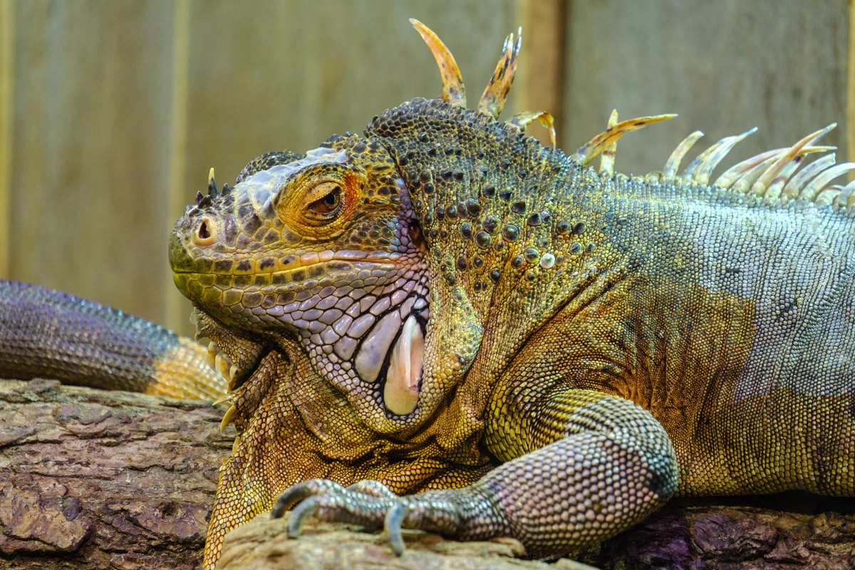Grüne Leguan (Iguana iguana)