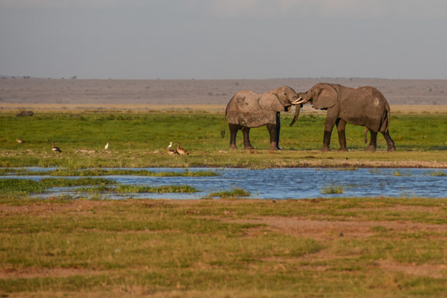 Elefantenflirt im Amboseli-Nationalpark