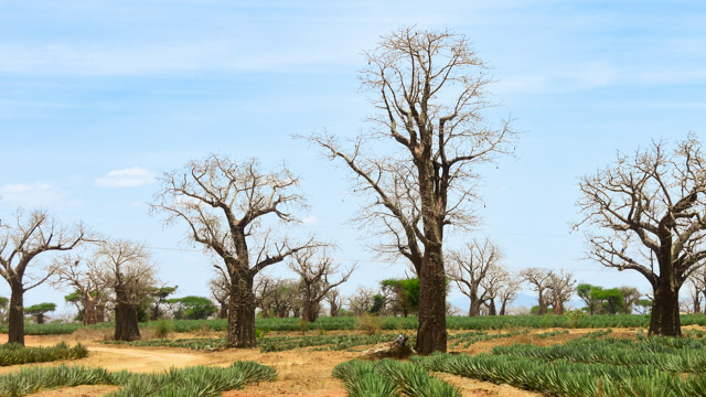 Baobabs auf einem Sisalfeld in Kenia