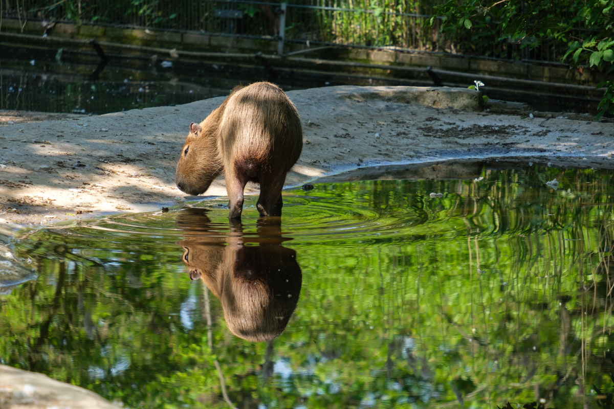 Wasserschwein Zoo Krefeld