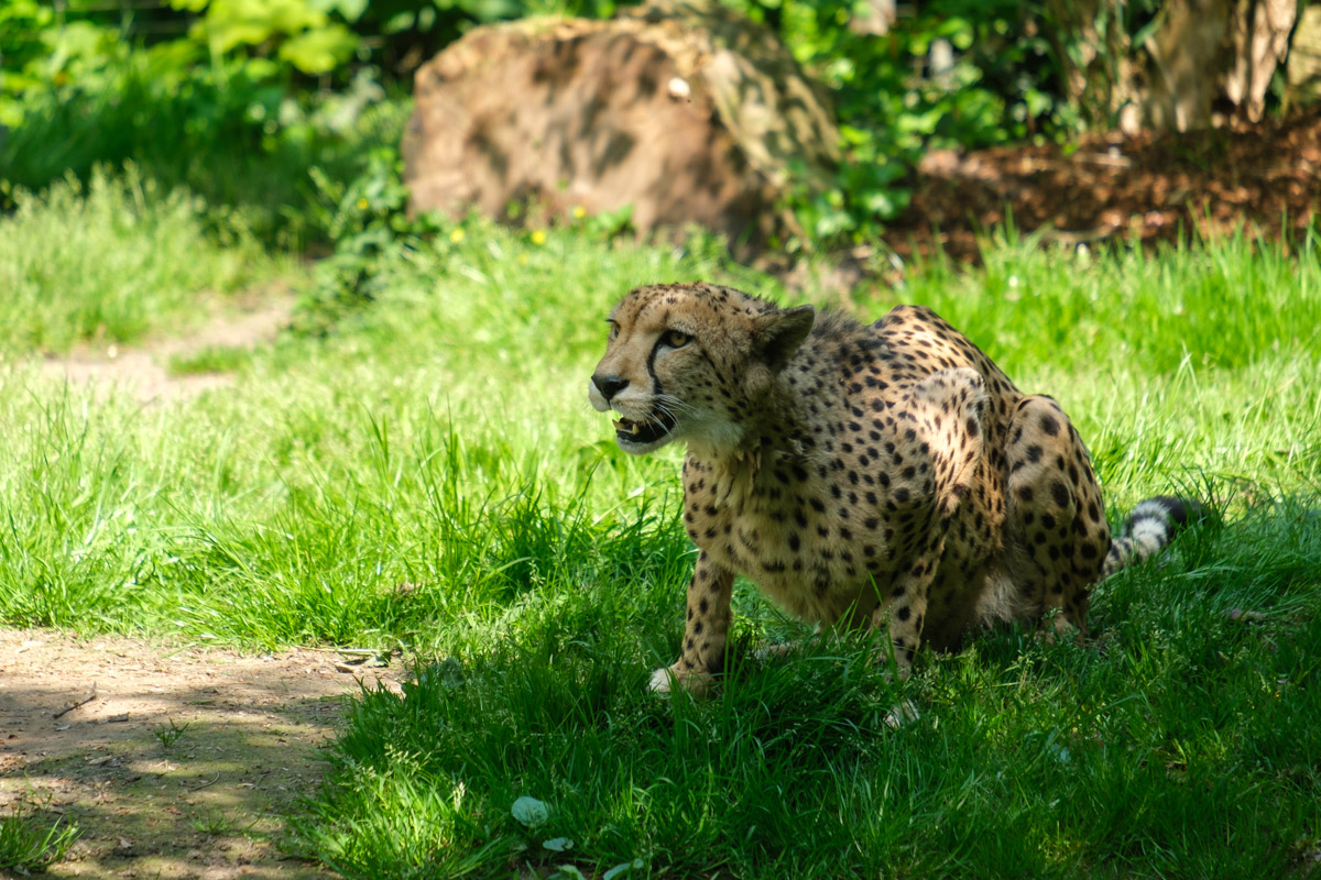 Gepard Zoo Krefeld