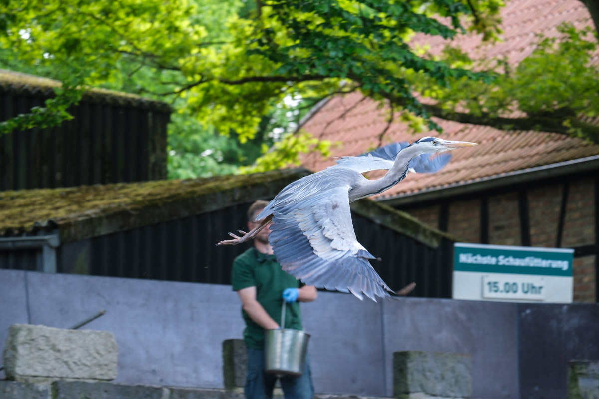 Fliegender Kranich Zoo Krefeld