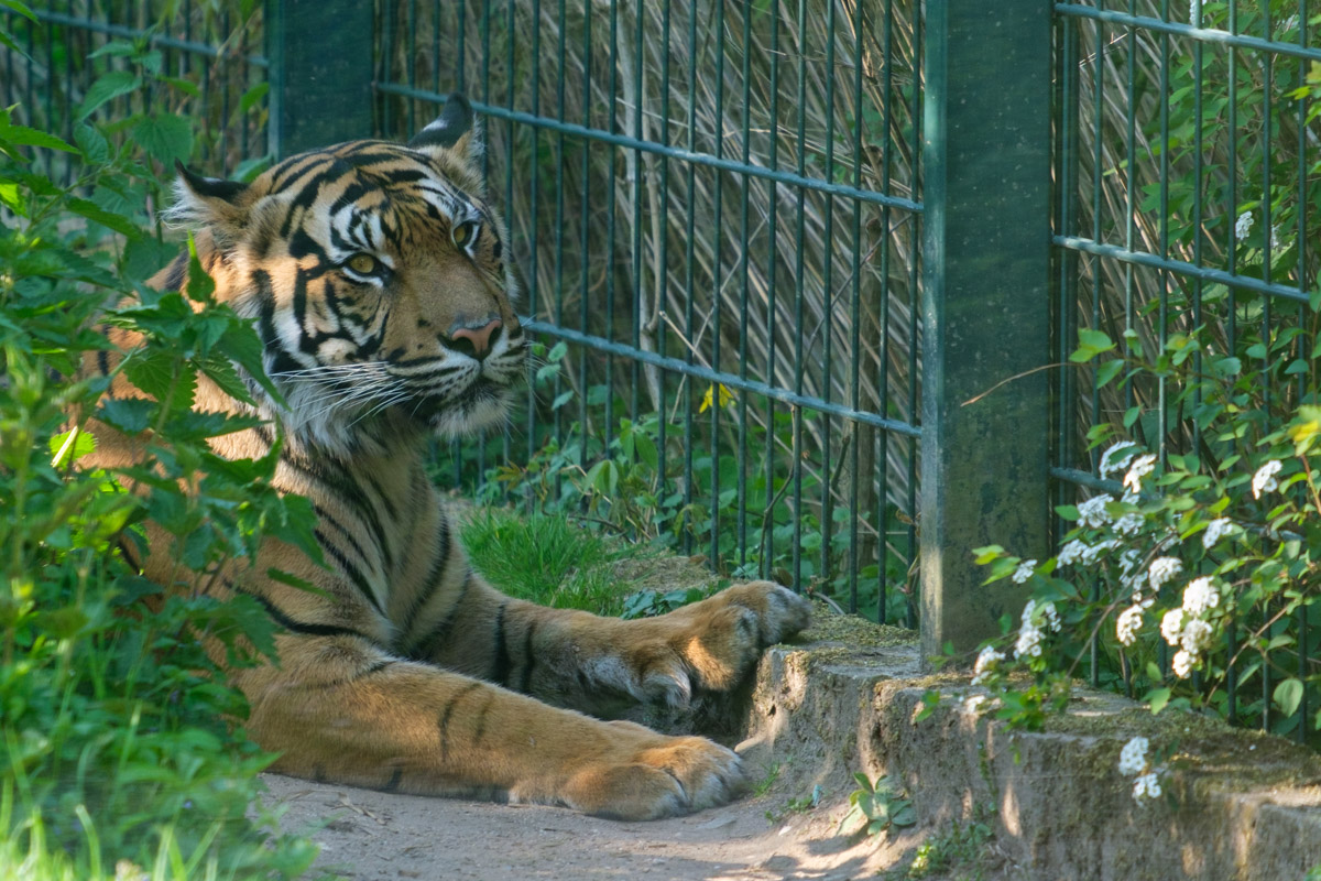 Tiger Zoo Krefeld