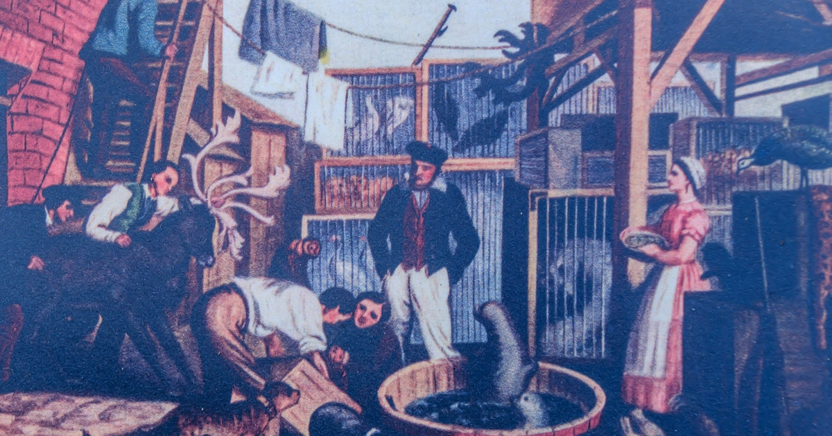 Bad der Seehunde in der Handelsmenagerie des Gottfried Claes Carl Hagenbeck, St. Pauli