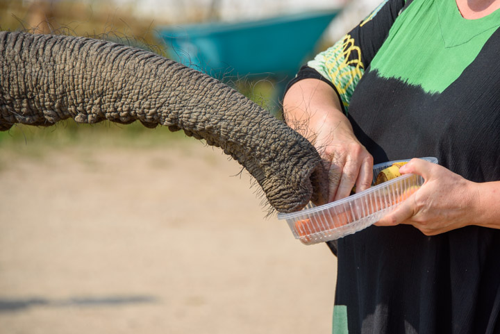 Elefantenrüssel und menschliche Hand