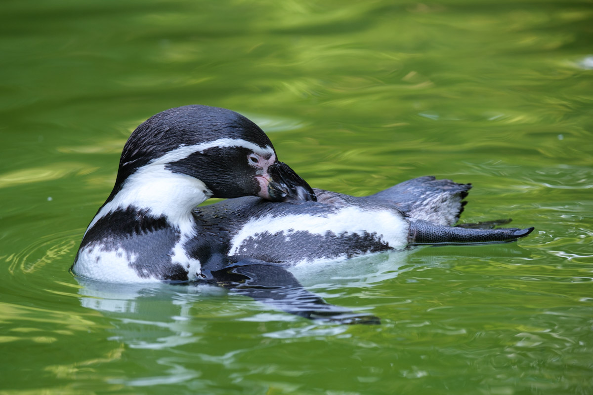 Humboldt-Pinguin Zoo Eberswalde