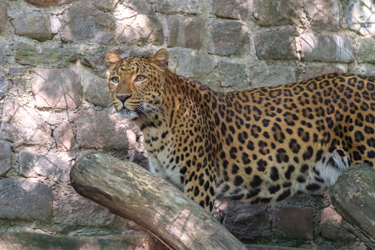 China-Leopard Zoo Eberswalde