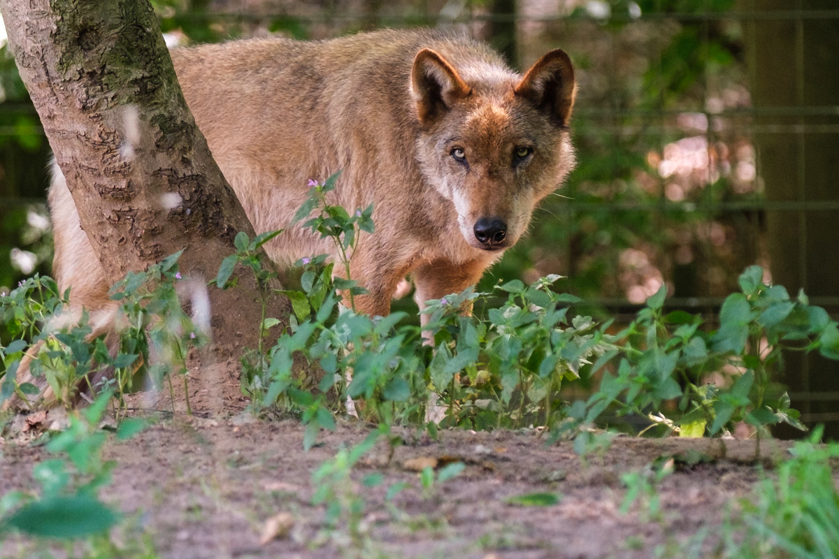 Europäischer Wolf Zoo Eberswalde