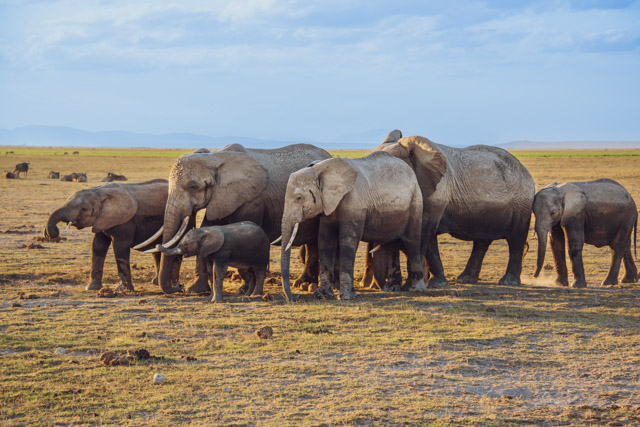 Elefantenherde im Amboseli-Nationalpark Kenia