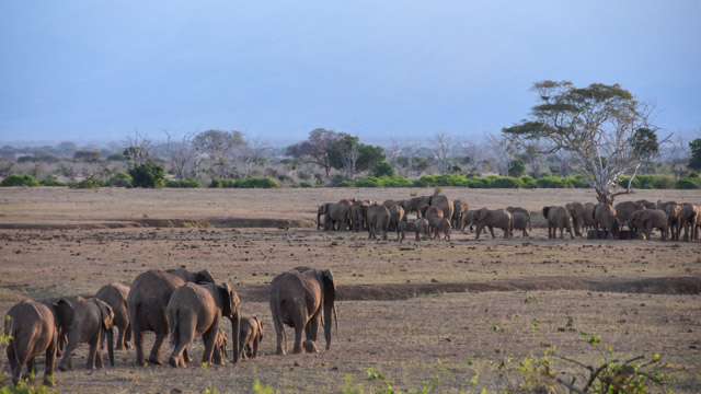 Elefantenherde in Kenia