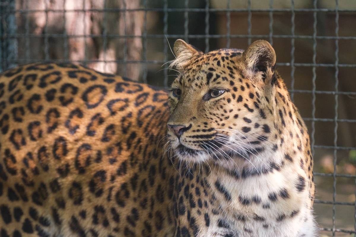 China-Leopard Zoo Eberswalde