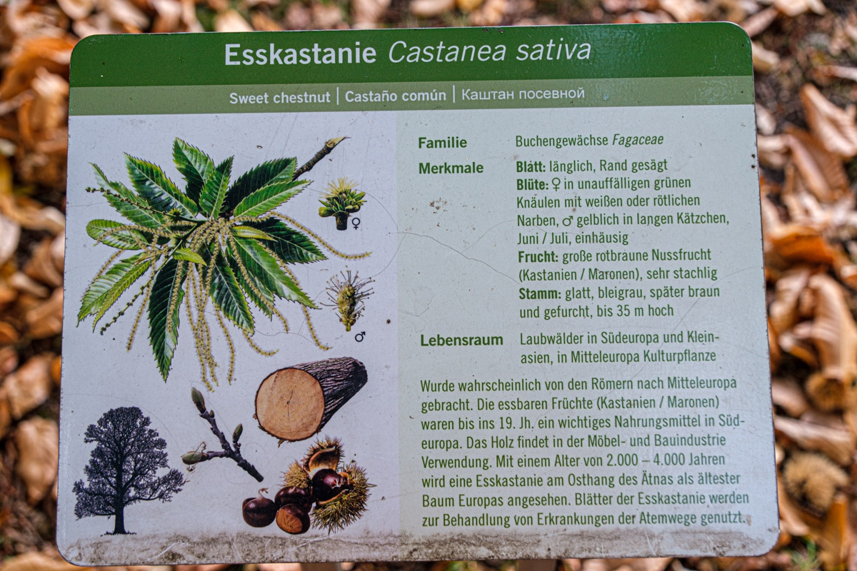 Esskastanie (Castanea sativa)