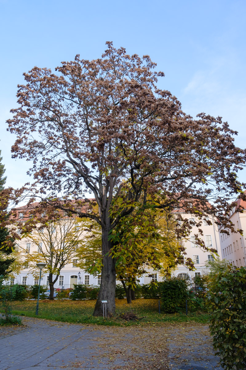 Götterbaum, Baumlehrpfad Potsdam