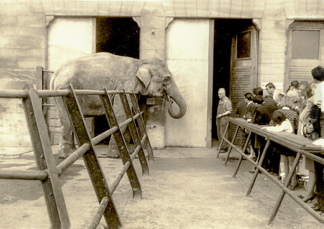 Elefantengehege Wilhelma Stuttgart 1965