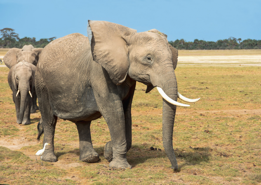 Elefanten im Amboseli-Nationalpark, Kenia