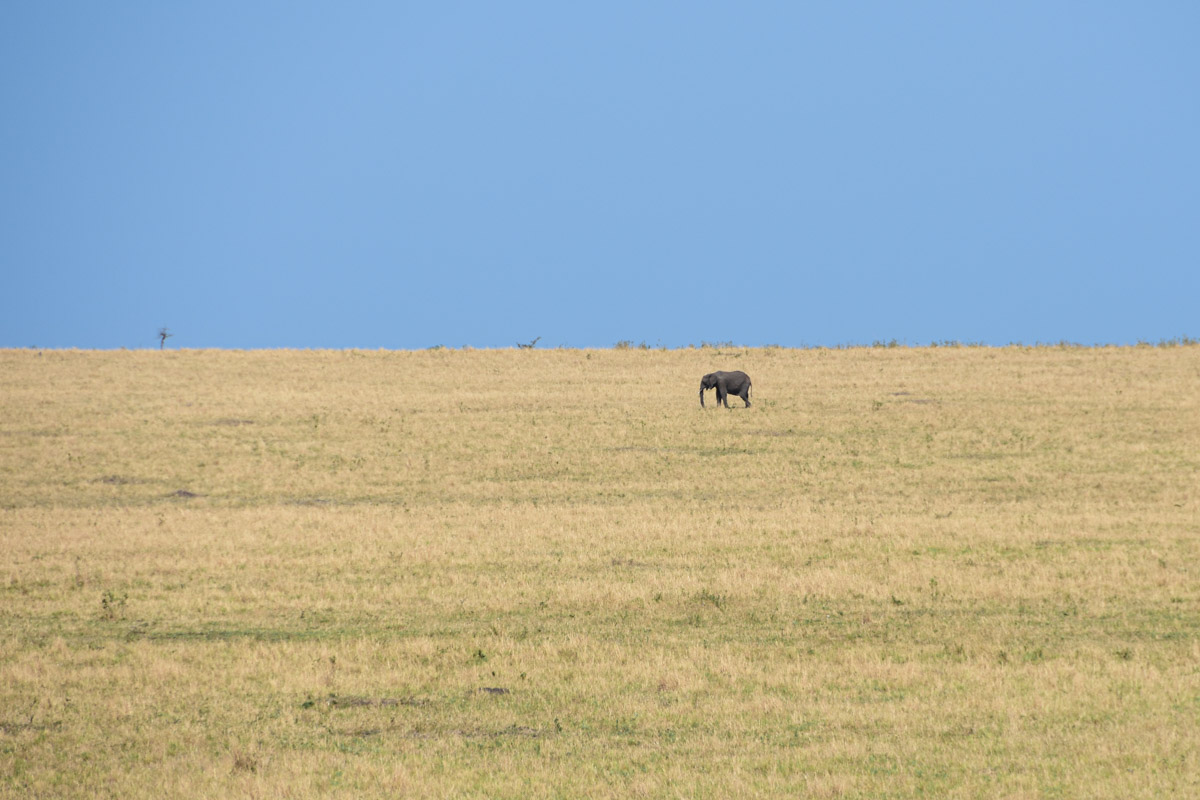 einsamer Elefant in der Serengeti