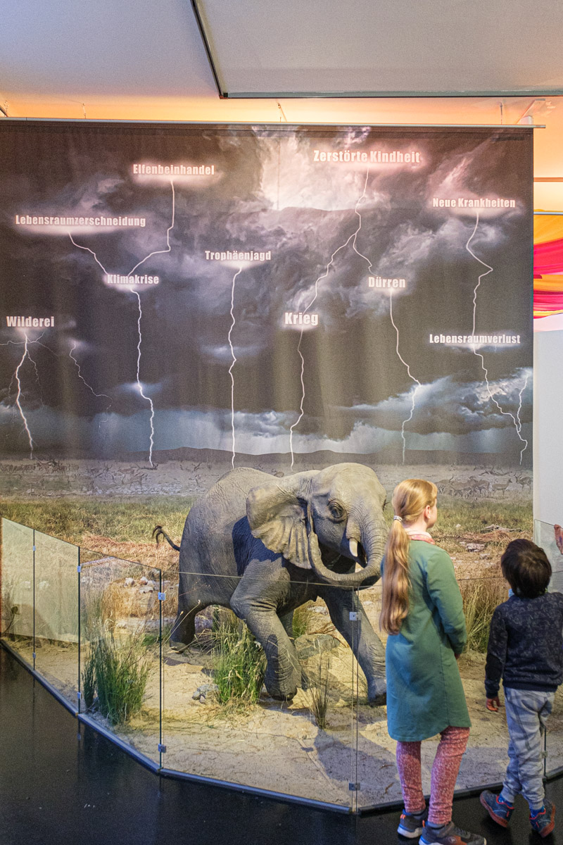 Elefantenausstellung im Ottoneum in Kassel