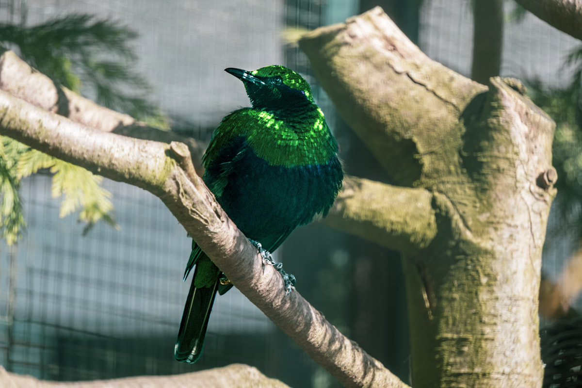 Smaragdglanzstar, Weltvogelpark Walsrode
