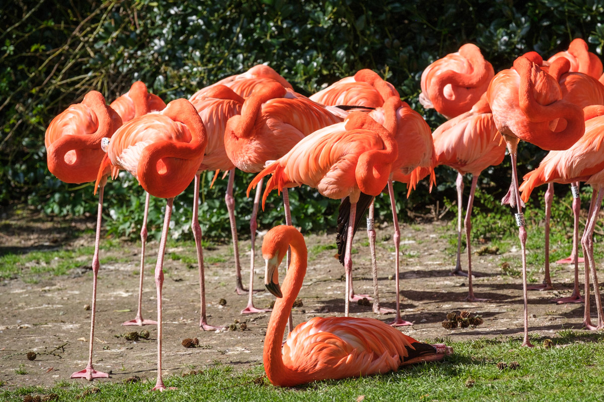 Rote Flamingos, Weltvogelpark Walsrode