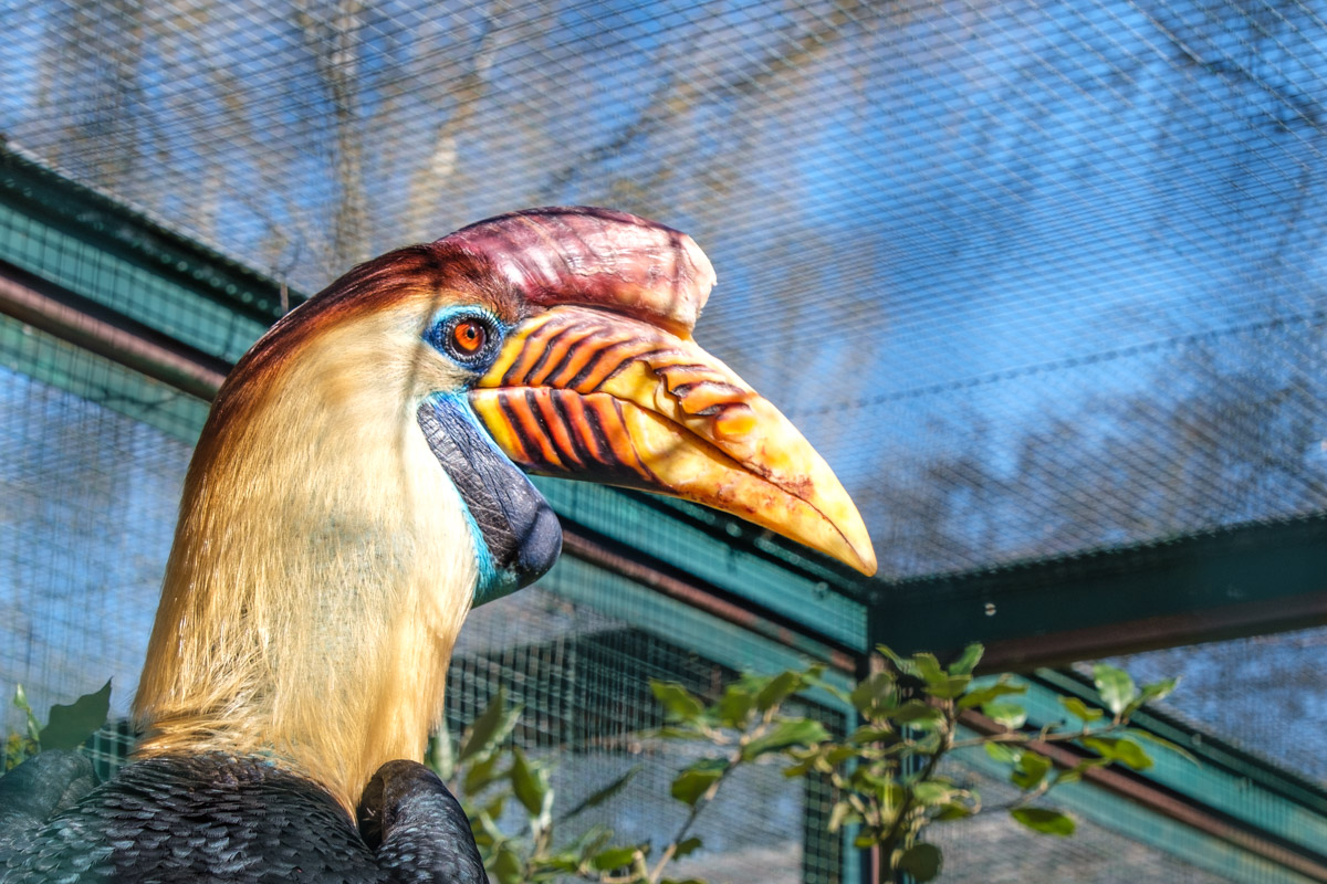 Helmhornvogel, Weltvogelpark Walsrode