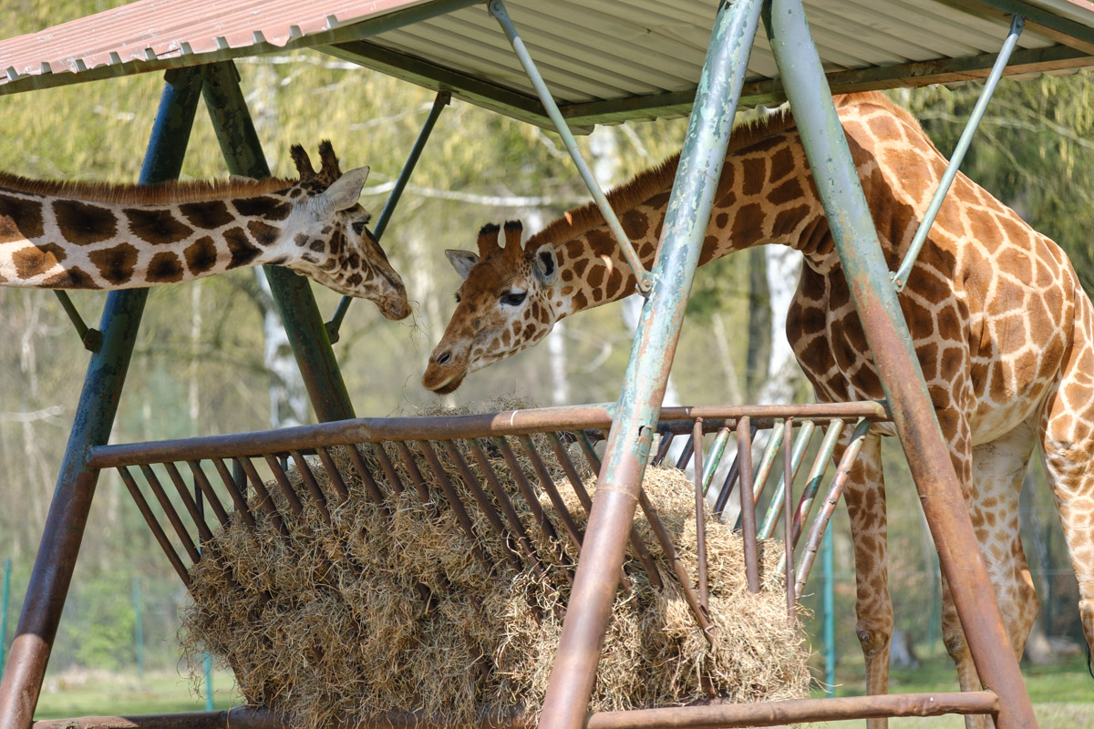 Giraffen, Serengeti-Park Hodenhagen