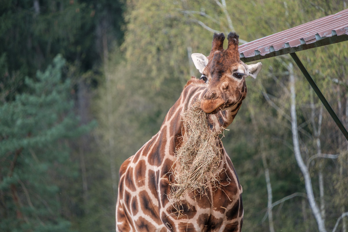Giraffe, Serengeti-Park Hodenhagen