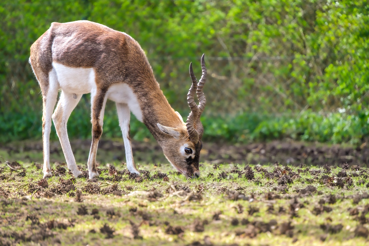 Rothalsgazelle, Serengeti-Park Hodenhagen