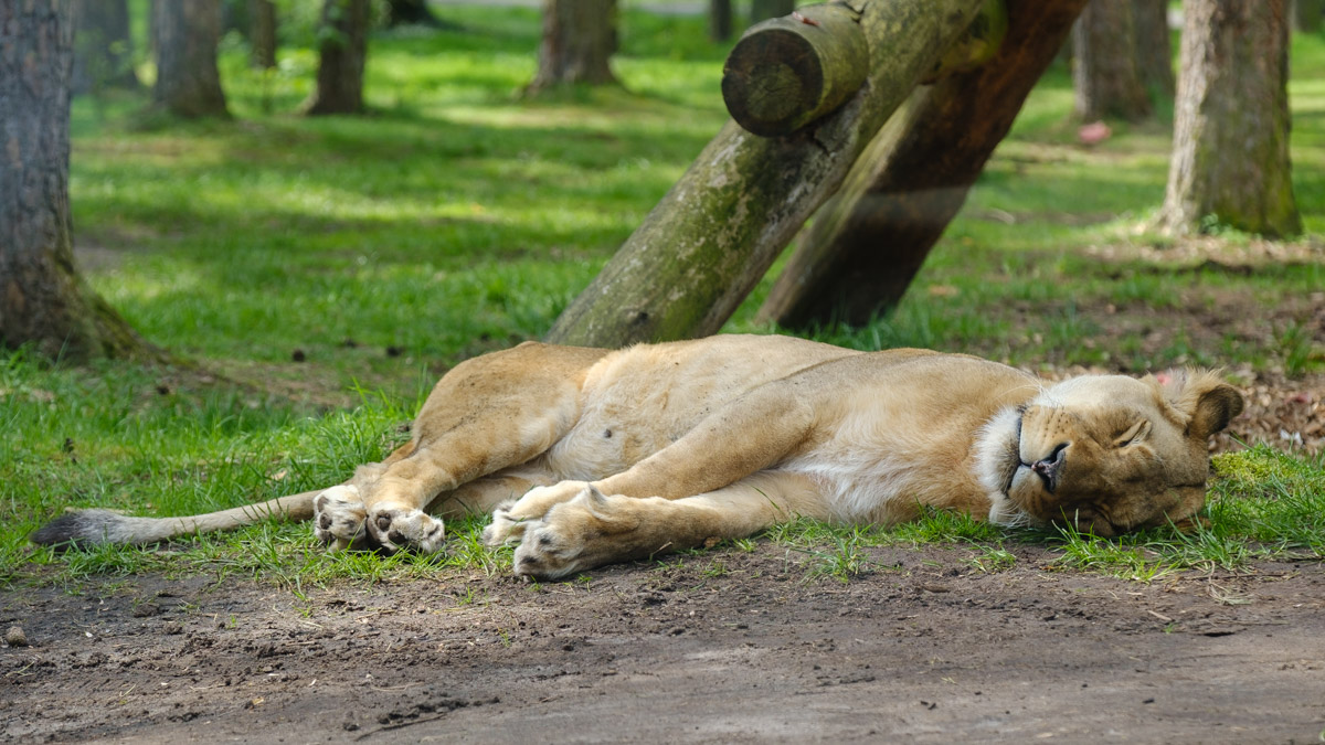 Schlafende Löwin, Serengeti-Park Hodenhagen