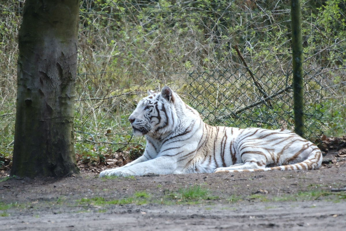 Weißer Tiger, Serengeti-Park Hodenhagen