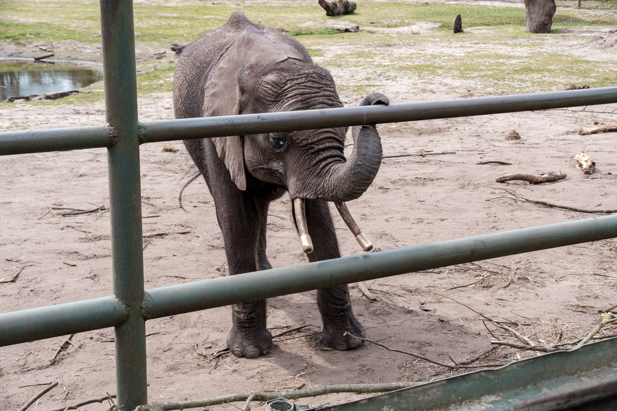 Elefant, Serengeti-Park Hodenhagen