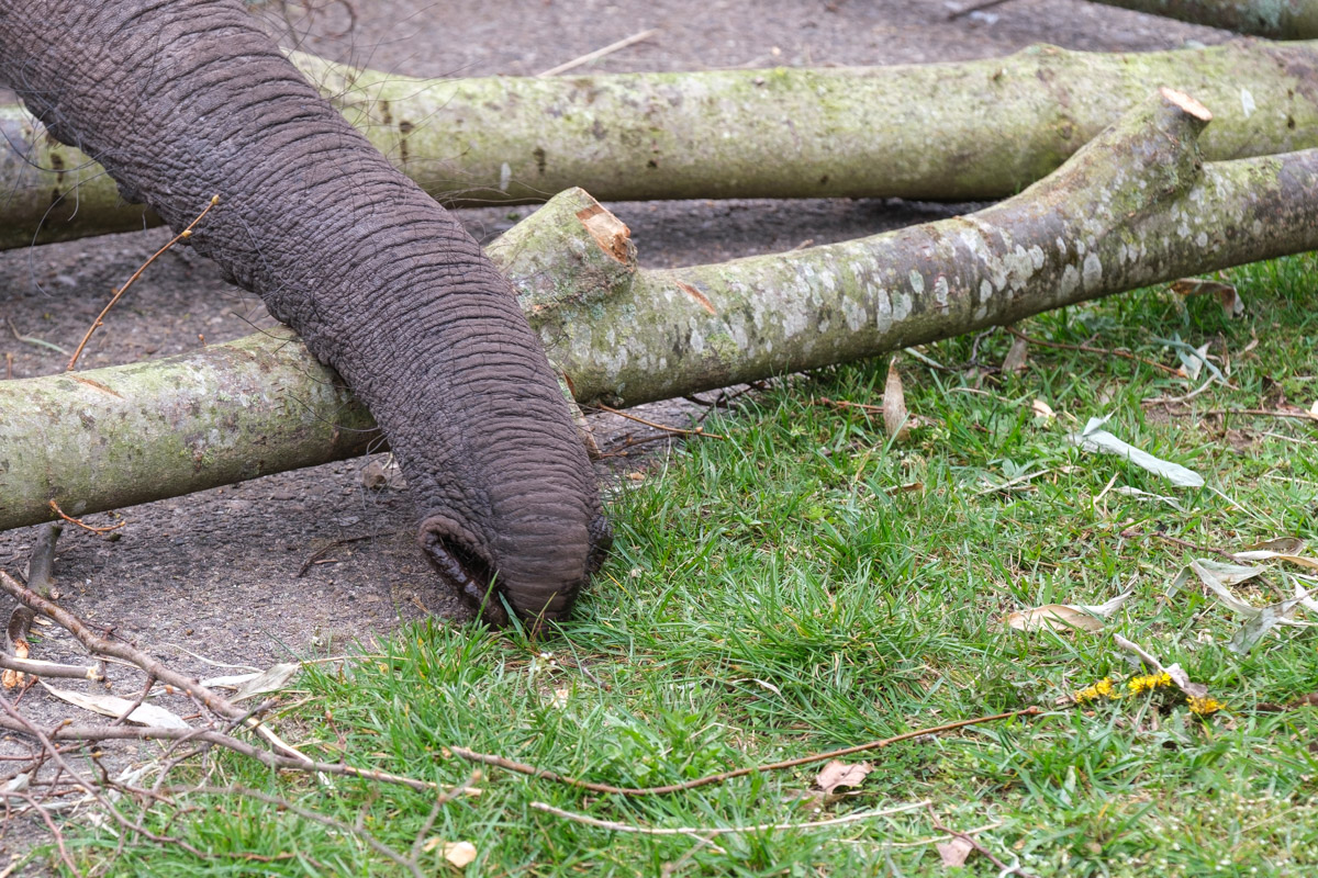 Elefantenrüssel, Serengeti-Park Hodenhagen