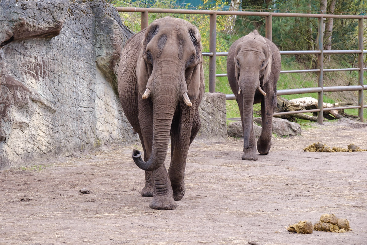 Elefanten, Serengeti-Park Hodenhagen