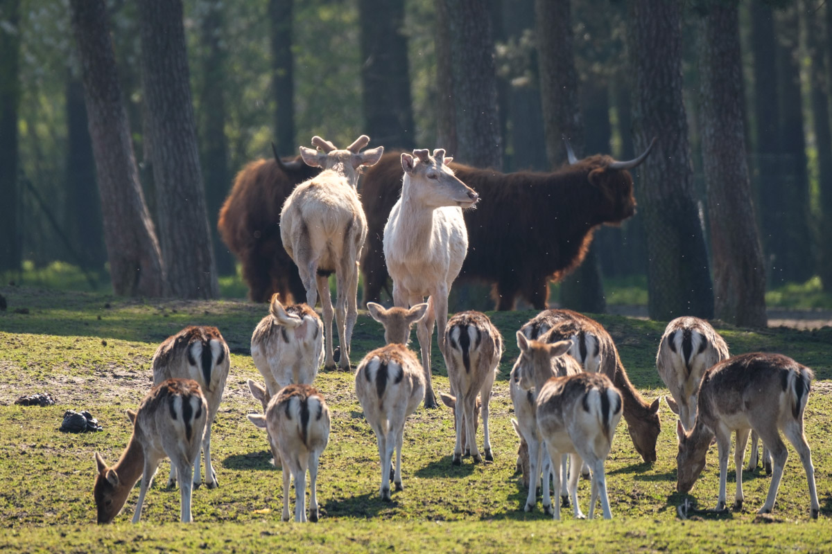 Bisons, Weißhirsche und Impalas, Sitatungas, Serengeti-Park Hodenhagen