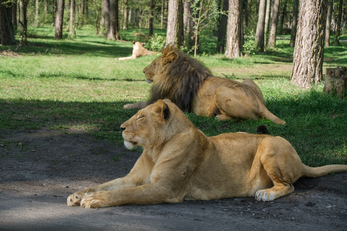 Löwen, Serengeti-Park Hodenhagen