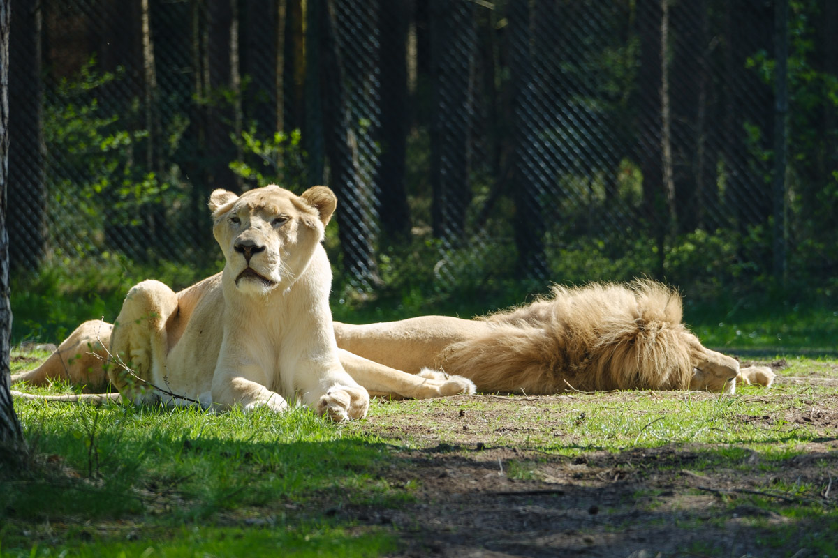 Weiße Löwen, Serengeti-Park Hodenhagen