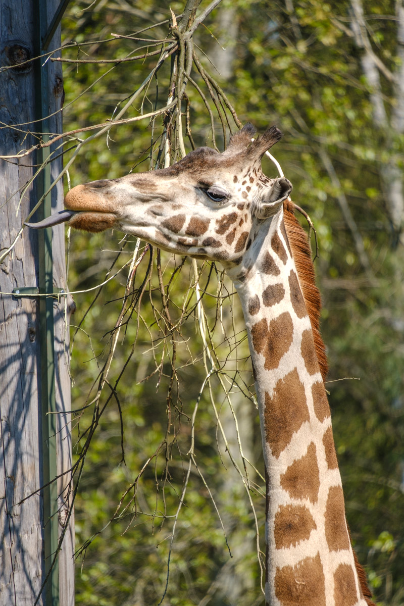Giraffe, Serengeti-Park Hodenhagen
