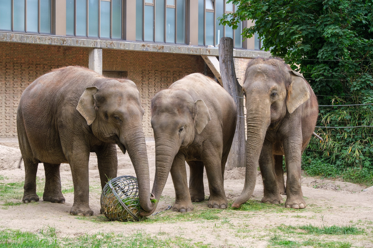 Asiatische Elefanten, Zoo Berlin