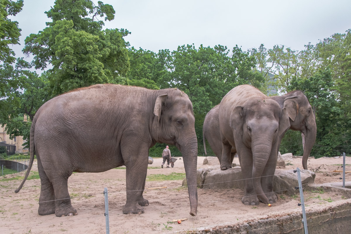 Lieblingstierbesuch Elefant, Zoo Berlin