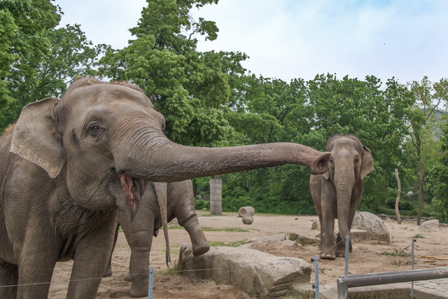 Lieblingstierbesuch bei den Elefanten im Zoo Berlin