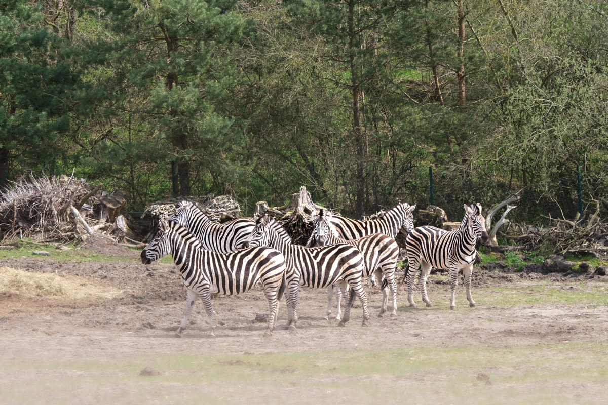 Steppenzebras, Serengeti-Park Hodenhagen