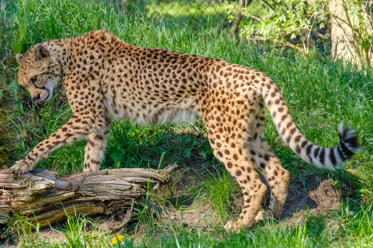 Gepard, Serengeti-Park Hodenhagen