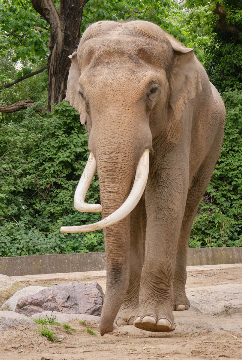 Elefantebulle Victor, Zoo Berlin