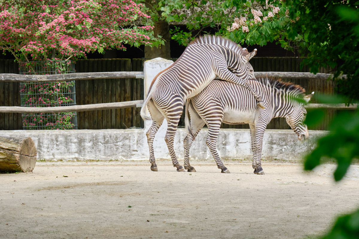 Zebras, Zoo Berlin