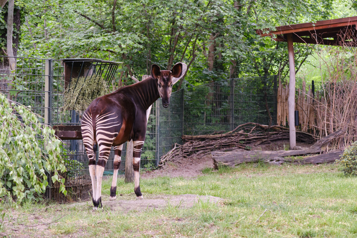 Okapi, Zoo Berlin
