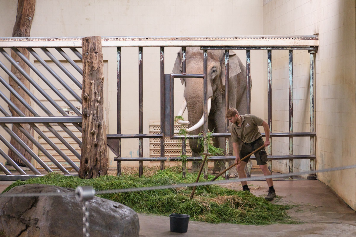 Fütterung des Elefantenbullen Victor, Zoo Berlin