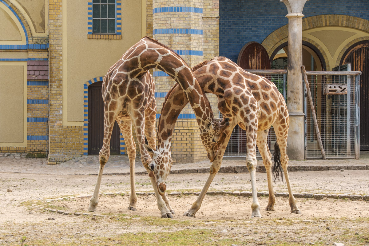 Kämpfende Giraffen, Zoo Berlin