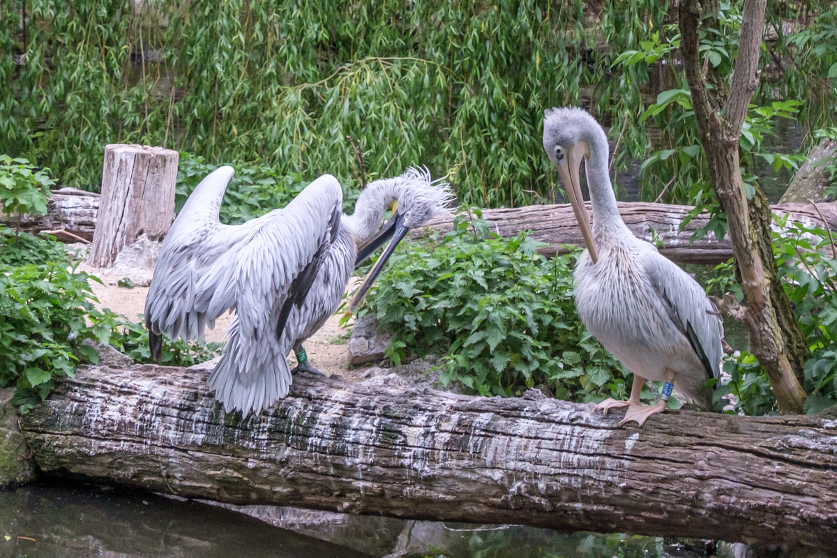 Pelikane, Zoo Berlin