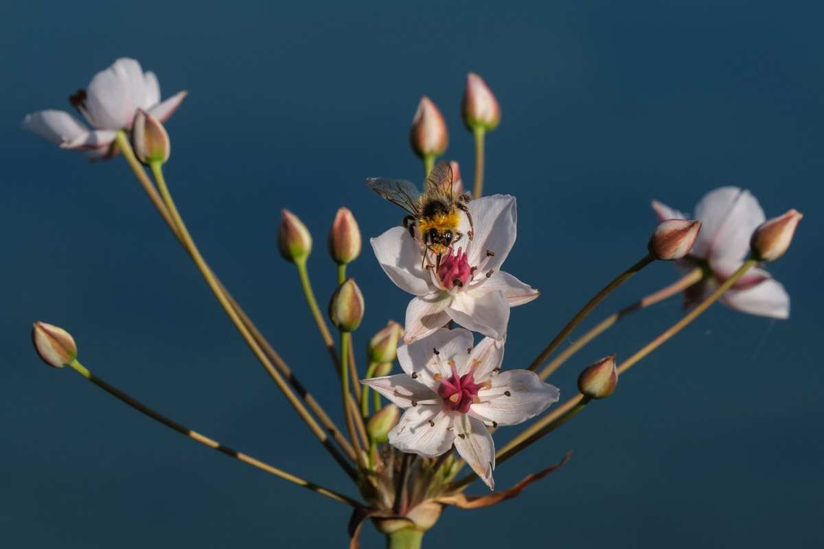 Hummel auf Schwanenblume am Werbellinsee